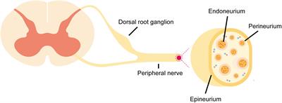 Pathophysiological Changes of Physical Barriers of Peripheral Nerves After Injury